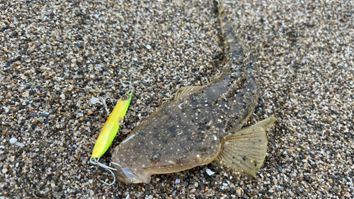 マゴチの釣果