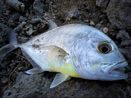 ギンガメアジの釣果