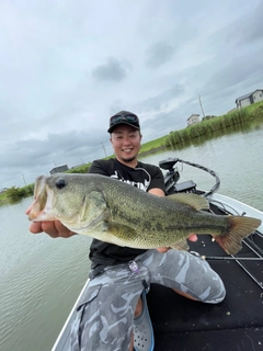ブラックバスの釣果