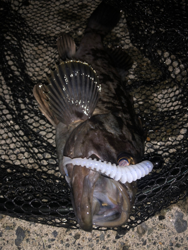 クロソイの釣果