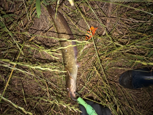 ナマズの釣果