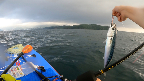 サバの釣果