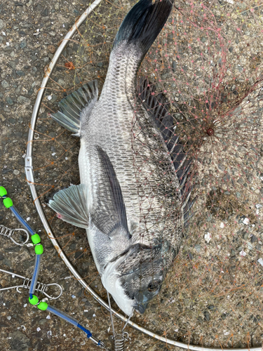 チヌの釣果