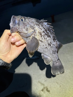 クロソイの釣果