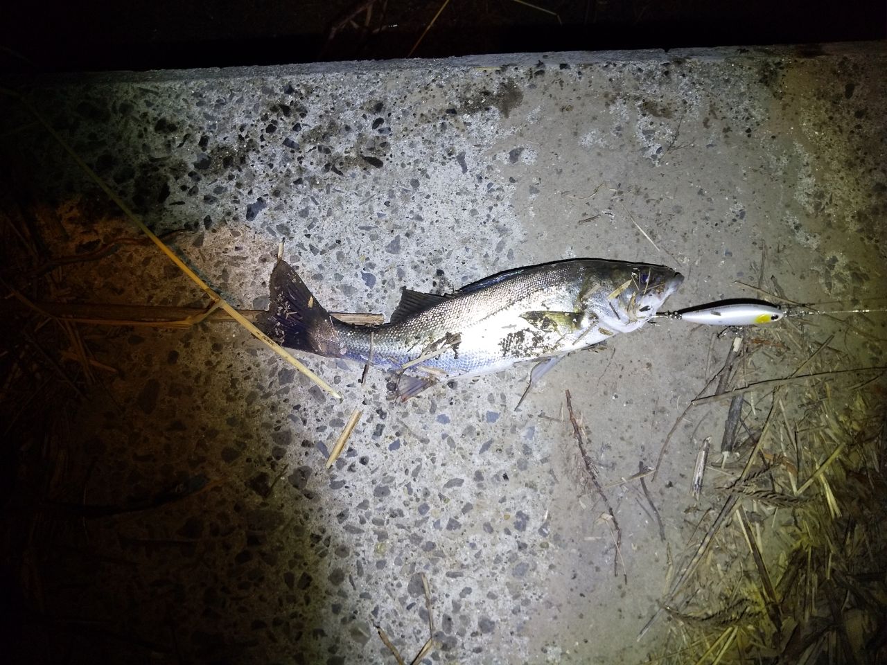 セイゴ（マルスズキ）