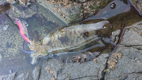 アオリイカの釣果