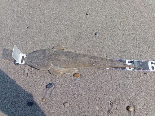 マゴチの釣果