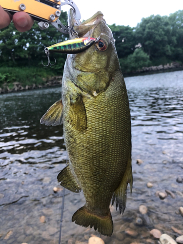 スモールマウスバスの釣果