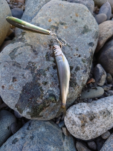 アユの釣果