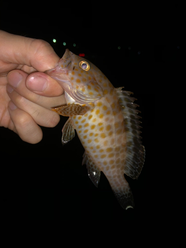 オオモンハタの釣果