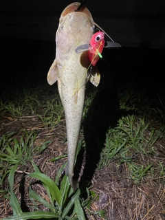 ナマズの釣果