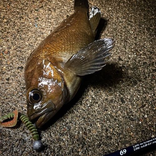 エゾメバルの釣果