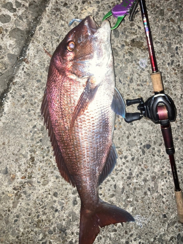 マダイの釣果