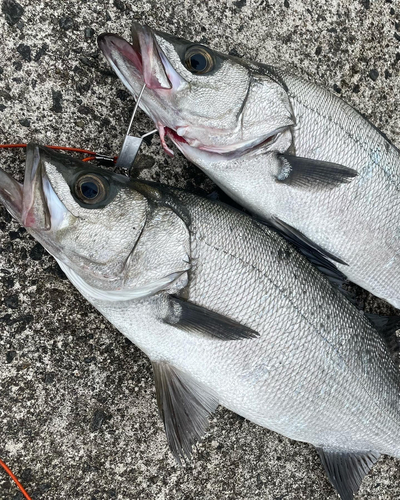 ヒラスズキの釣果