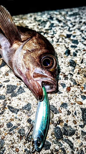 シロメバルの釣果