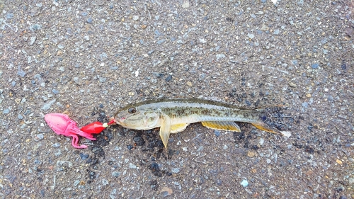 マハゼの釣果