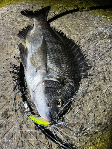 チヌの釣果