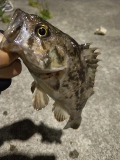 クロソイの釣果