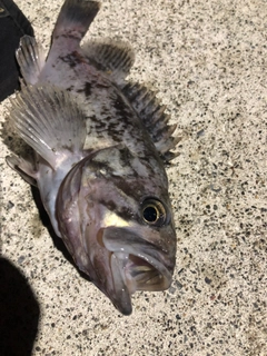 クロソイの釣果