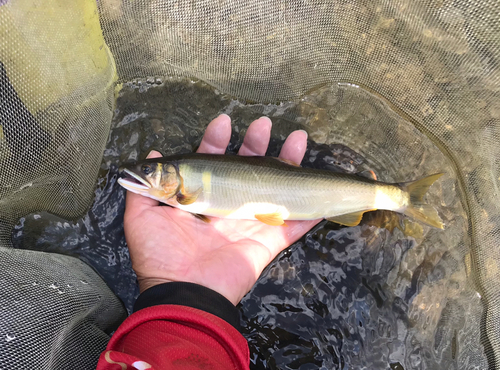 アユの釣果