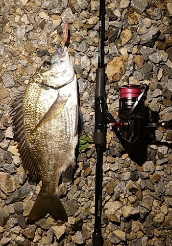 ミナミクロダイの釣果