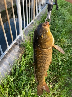 コイの釣果