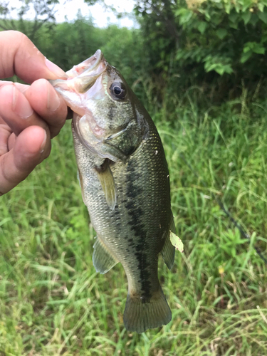 ラージマウスバスの釣果