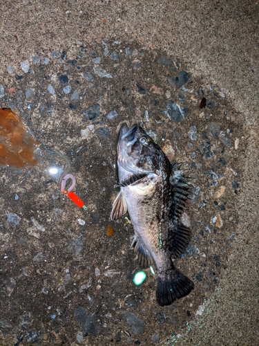 ソイの釣果