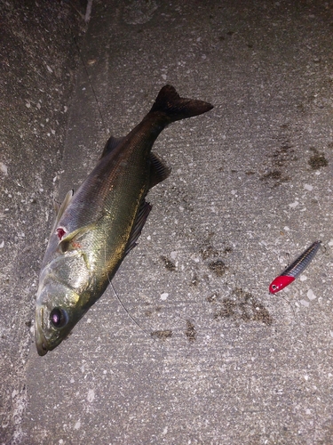 フッコ（マルスズキ）の釣果