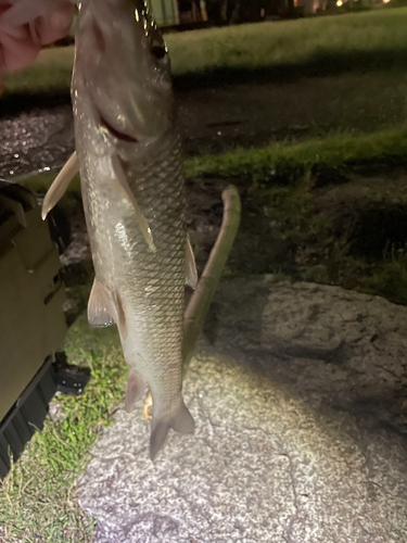 ニゴイの釣果