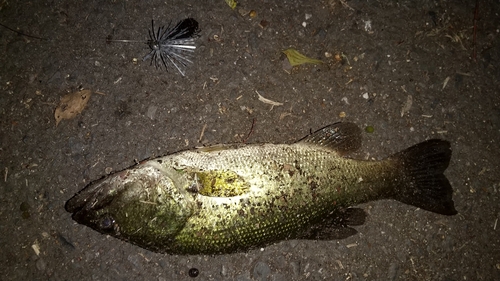 ブラックバスの釣果