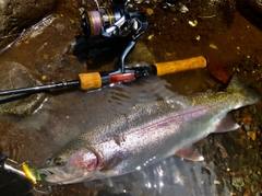 ニジマスの釣果