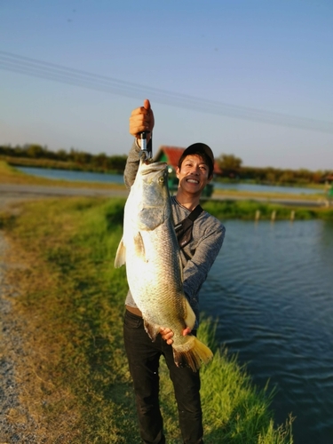 バラマンディの釣果