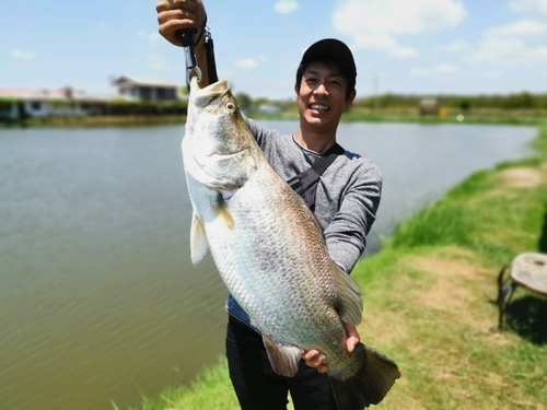 バラマンディの釣果