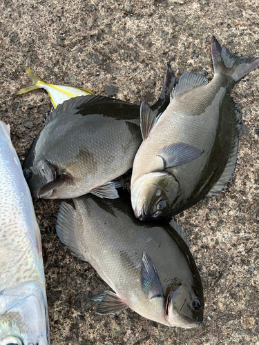 メジナの釣果