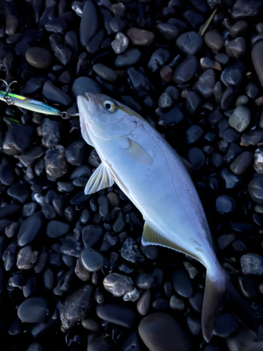 ショゴの釣果