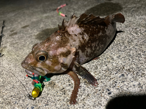 ソイの釣果