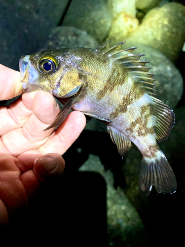 メバルの釣果