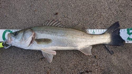 スズキの釣果