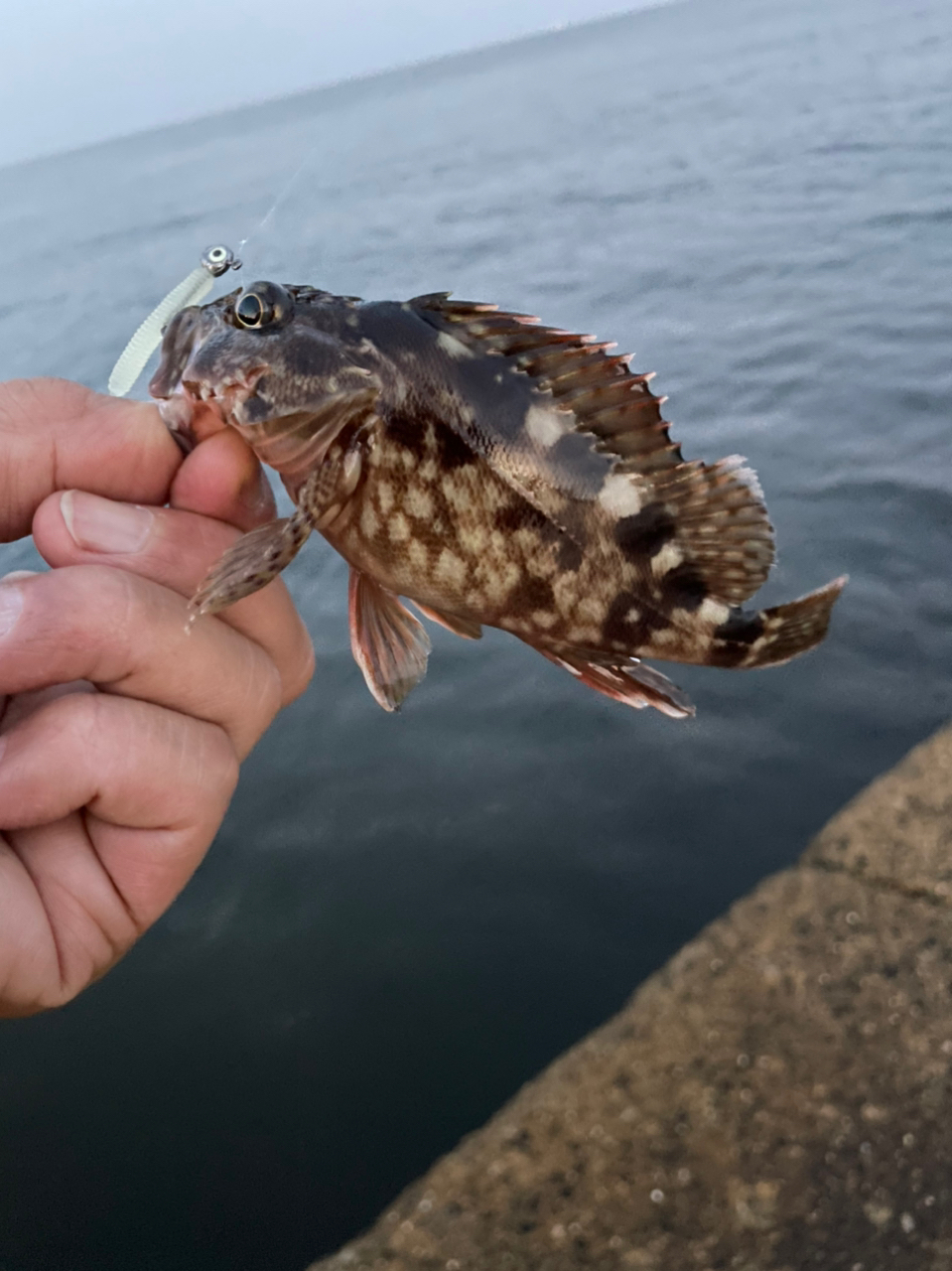 タケノコメバル