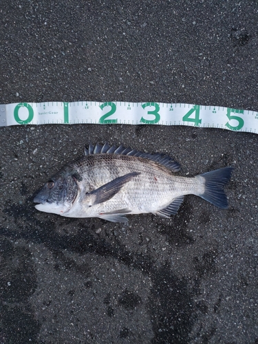 チヌの釣果