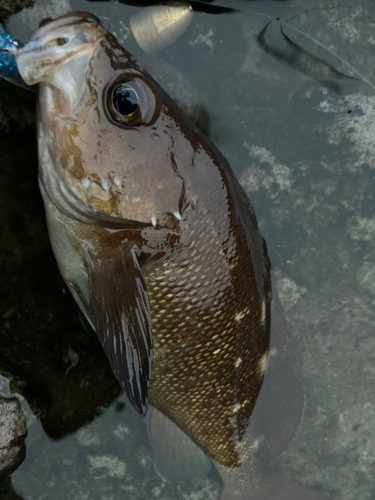 エゾメバルの釣果