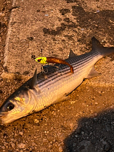 ボラの釣果