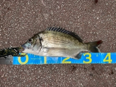 ミナミクロダイの釣果