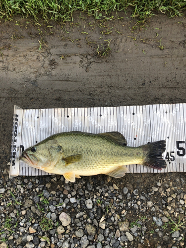 ブラックバスの釣果