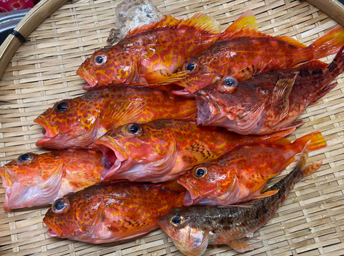 アヤメカサゴの釣果