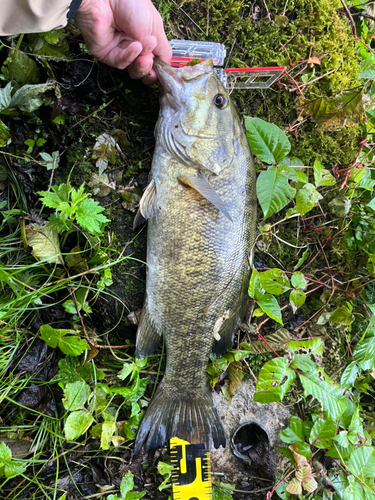 スモールマウスバスの釣果