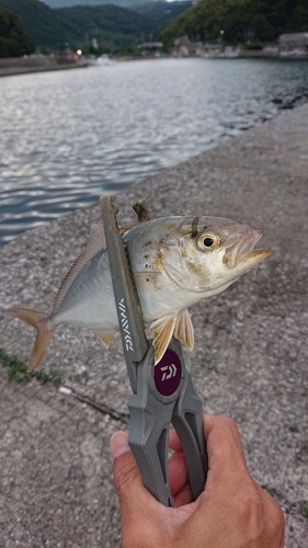 ショゴの釣果