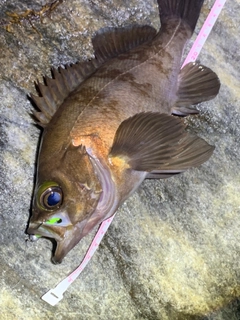 メバルの釣果