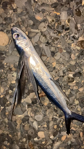 トビウオの釣果